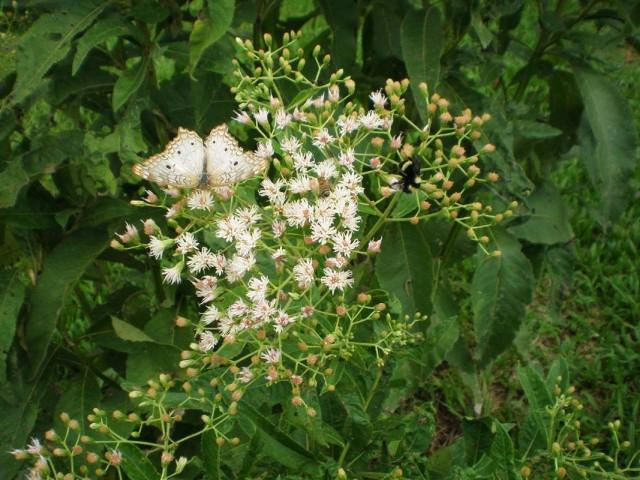 PLANTA SILVESTRE Y MARIPOSAS.JPG